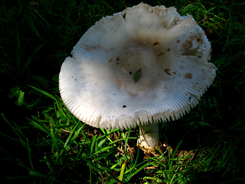 Amanita spec.